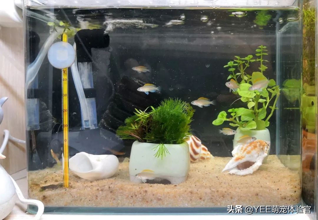 三湖慈鲷原生环境,坦湖最好看的慈鲷