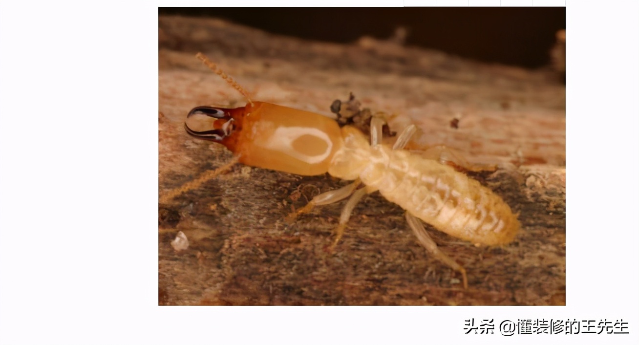 家里白蚂蚁怎么消灭用什么药,一楼有白蚂蚁怎么处理