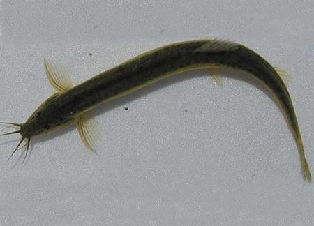 泥鳅要怎么养殖,帆布池养泥鳅