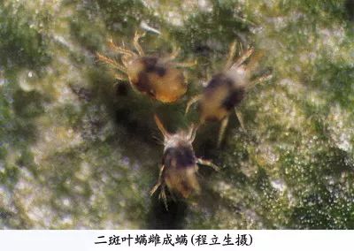 樱桃常见病虫害有哪些,樱桃常见病虫害有哪些症状