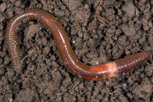 钓鲶鱼要怎么钓最好,钓鲶鱼应该用什么钓最好