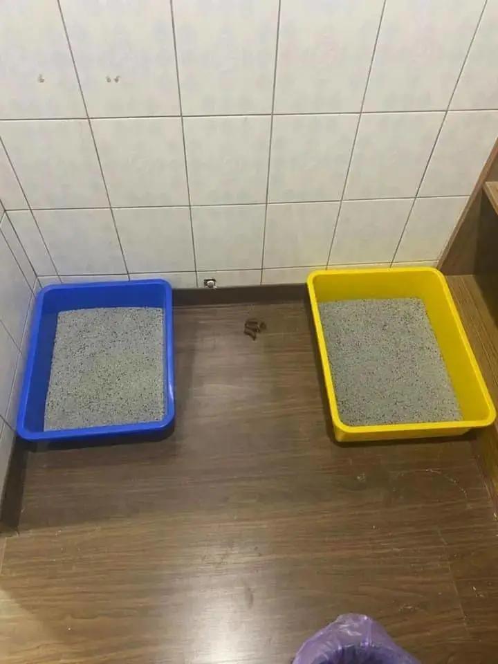 猫咪不在猫砂盆上大便怎么办,猫咪不在猫砂盆里大便怎么纠正