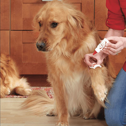 狗狗的护理方法和注意事项,狗狗伤口每天怎么护理最好