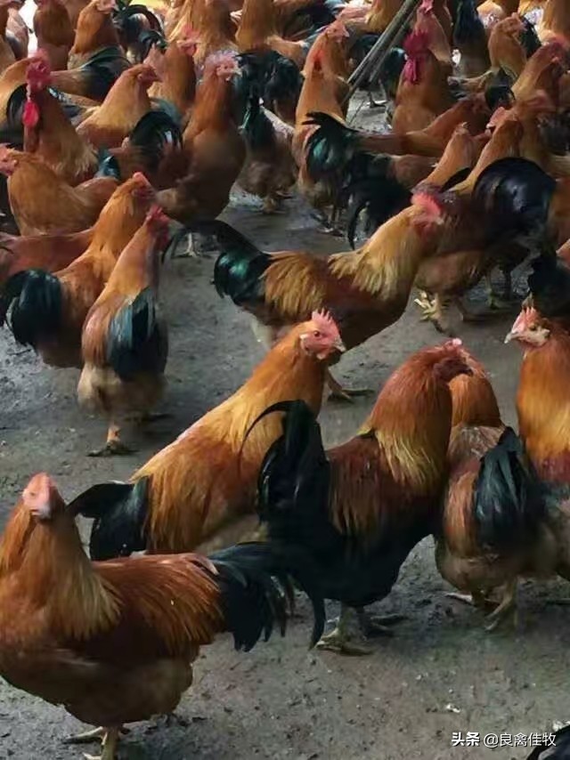 饲养的鸡总啄毛怎么办,养殖鸡老是啄脖子是怎么回事