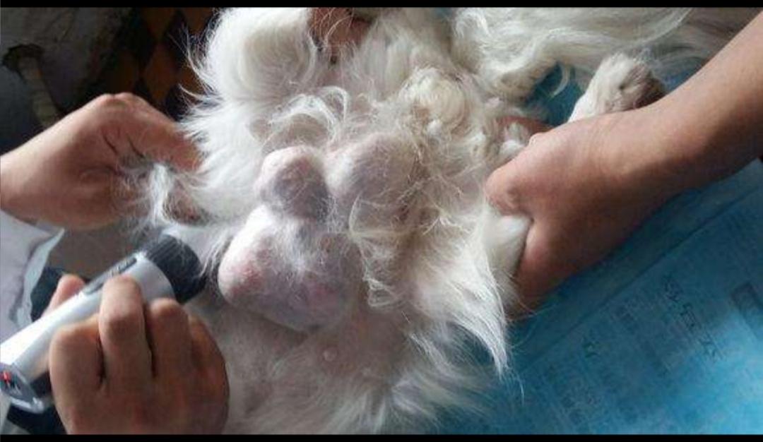 猫咪乳腺癌怎么预防扩散,猫猫乳腺肿瘤一定是恶性吗