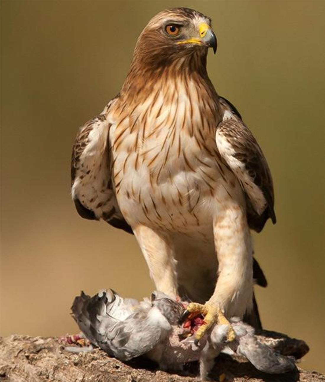 母雕雪中孵蛋,人工哺育角雕幼鸟