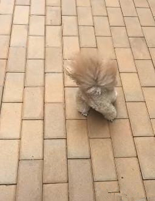 金毛总喜欢出去咋办,金毛老是外出