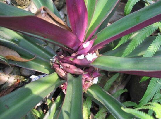 紫背万年青有没有药用价值,紫背万年青有毒吗