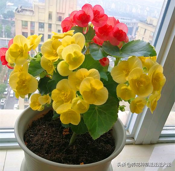 丽格海棠开的花越来越小,丽格海棠怎么花越开越淡怎么回事