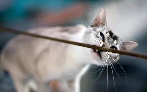 猫咪对数据线有什么执念吗,猫咪为什么那么喜欢咬数据线