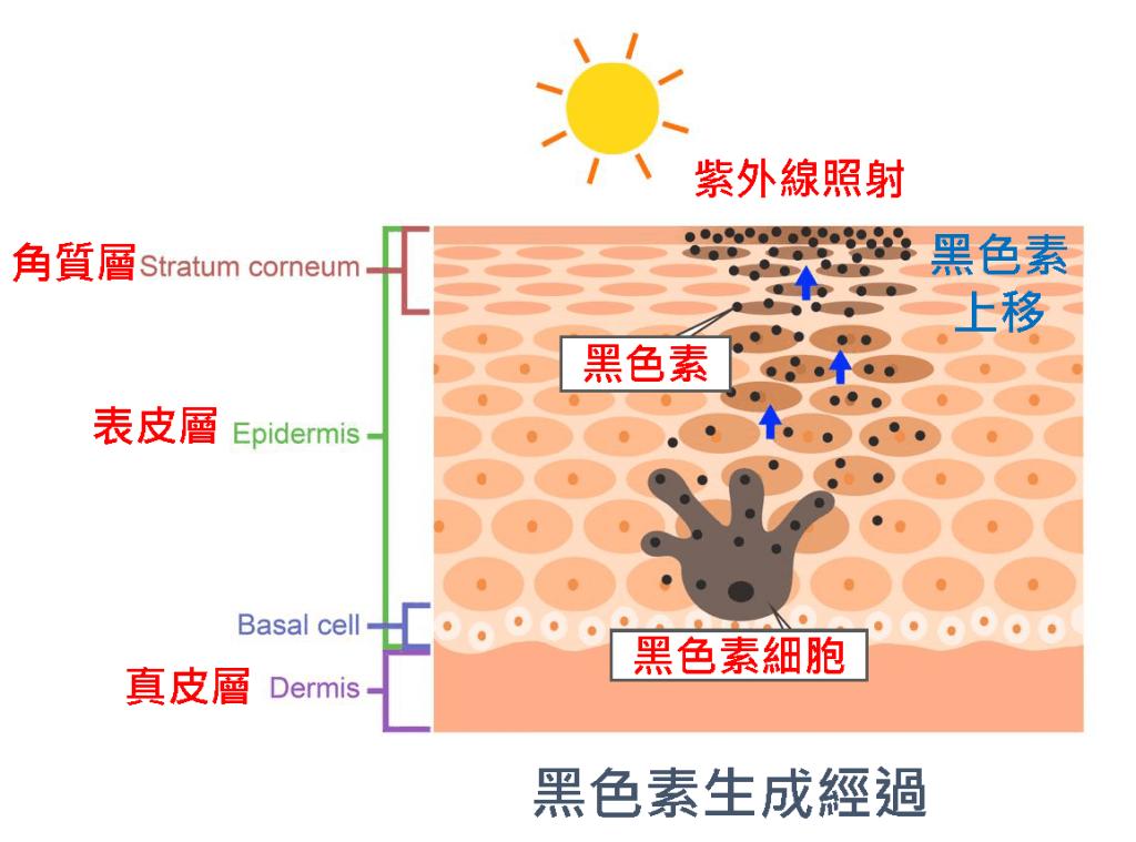 ​真是个“斑”脚石！（上集）