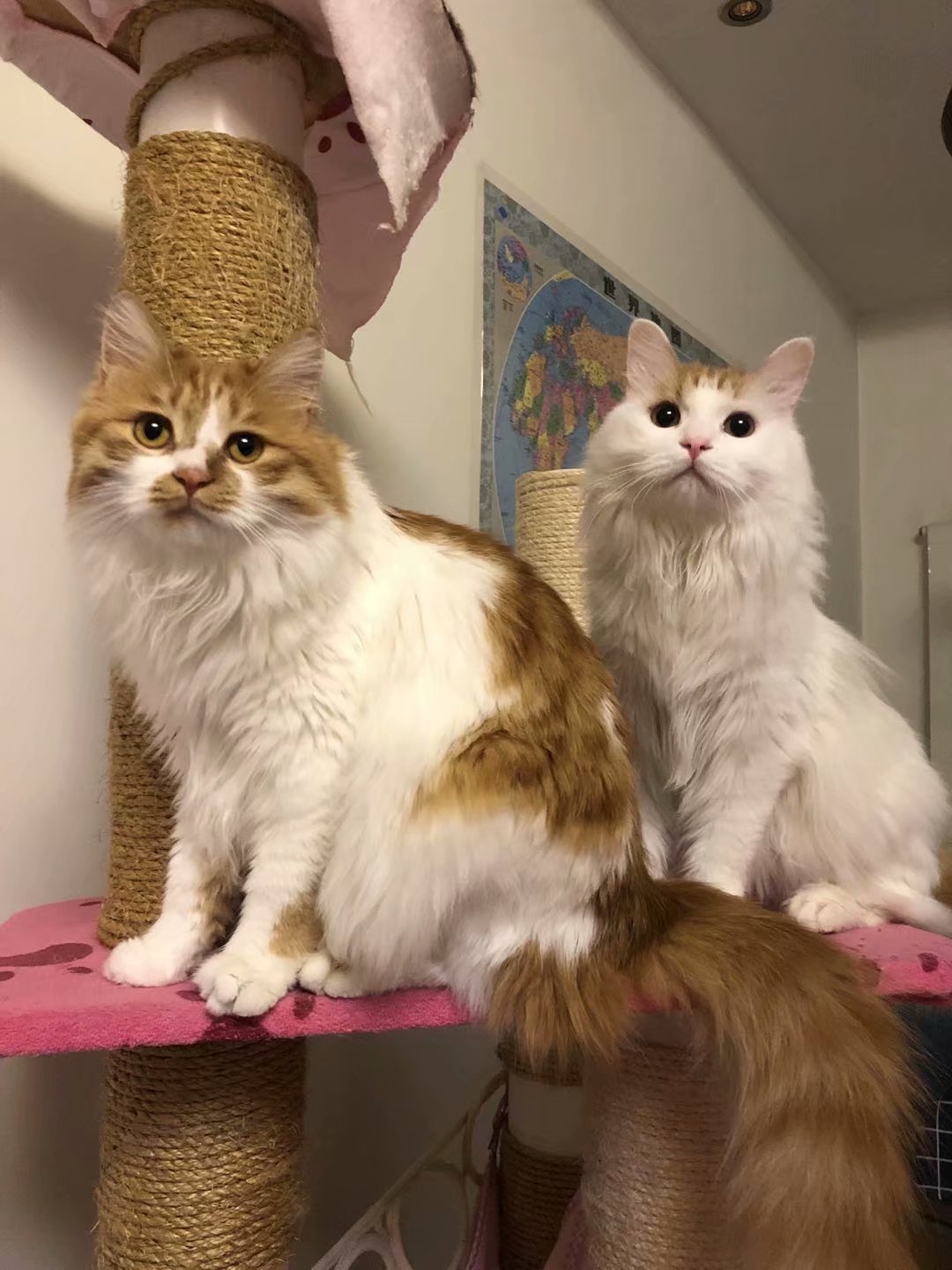 我家猫还真时尚，玩起了姐弟恋，不信你们看看