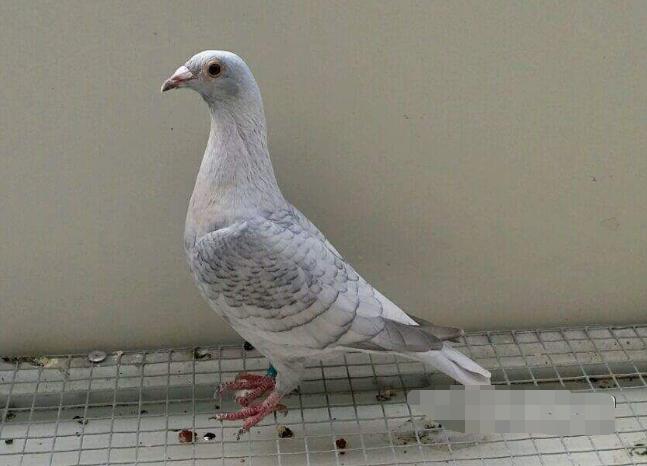 养鸽子能赚钱吗,阳台怎么养鸽子