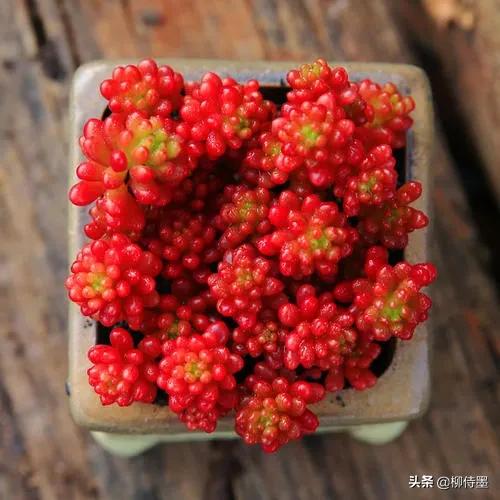 多肉黄花照波拍摄技巧,如何拍出好看的多肉植物