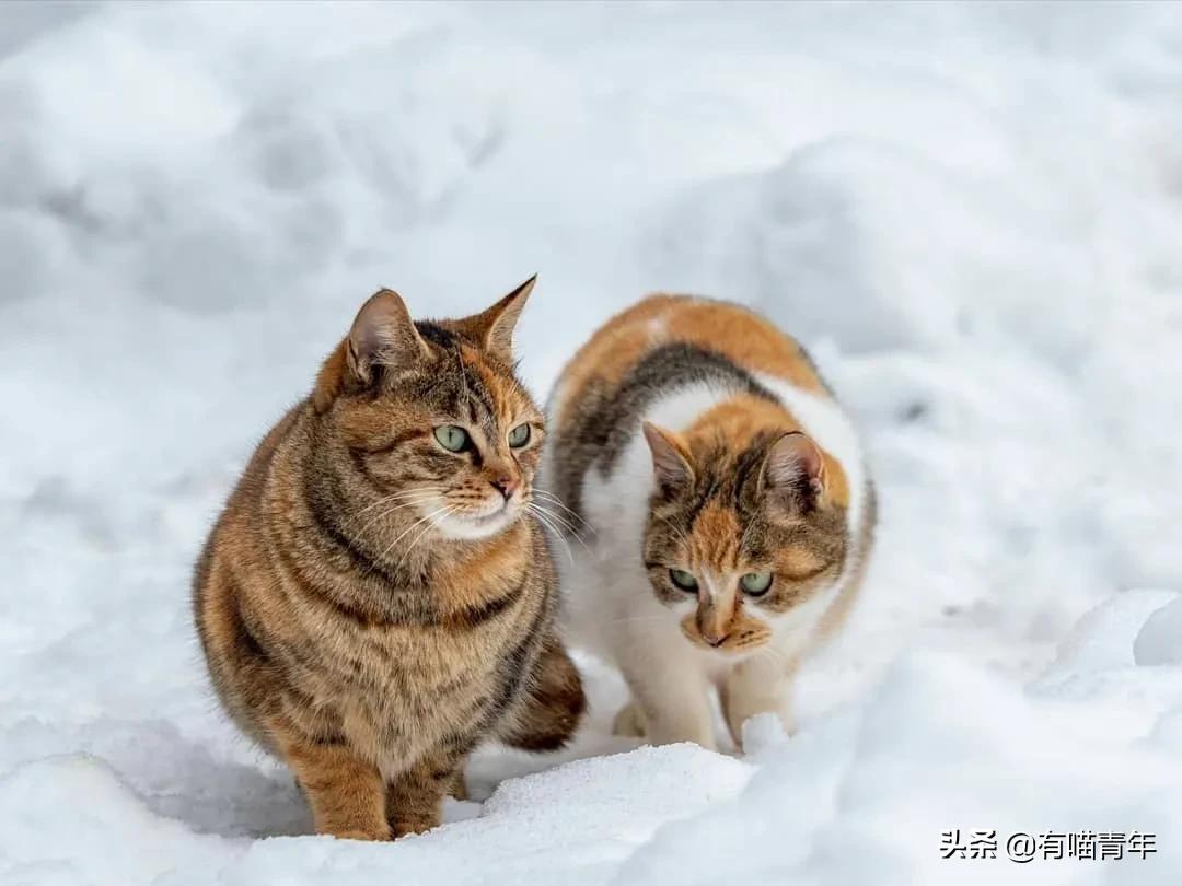 漂亮的三花猫欣赏,最迷人的三花猫