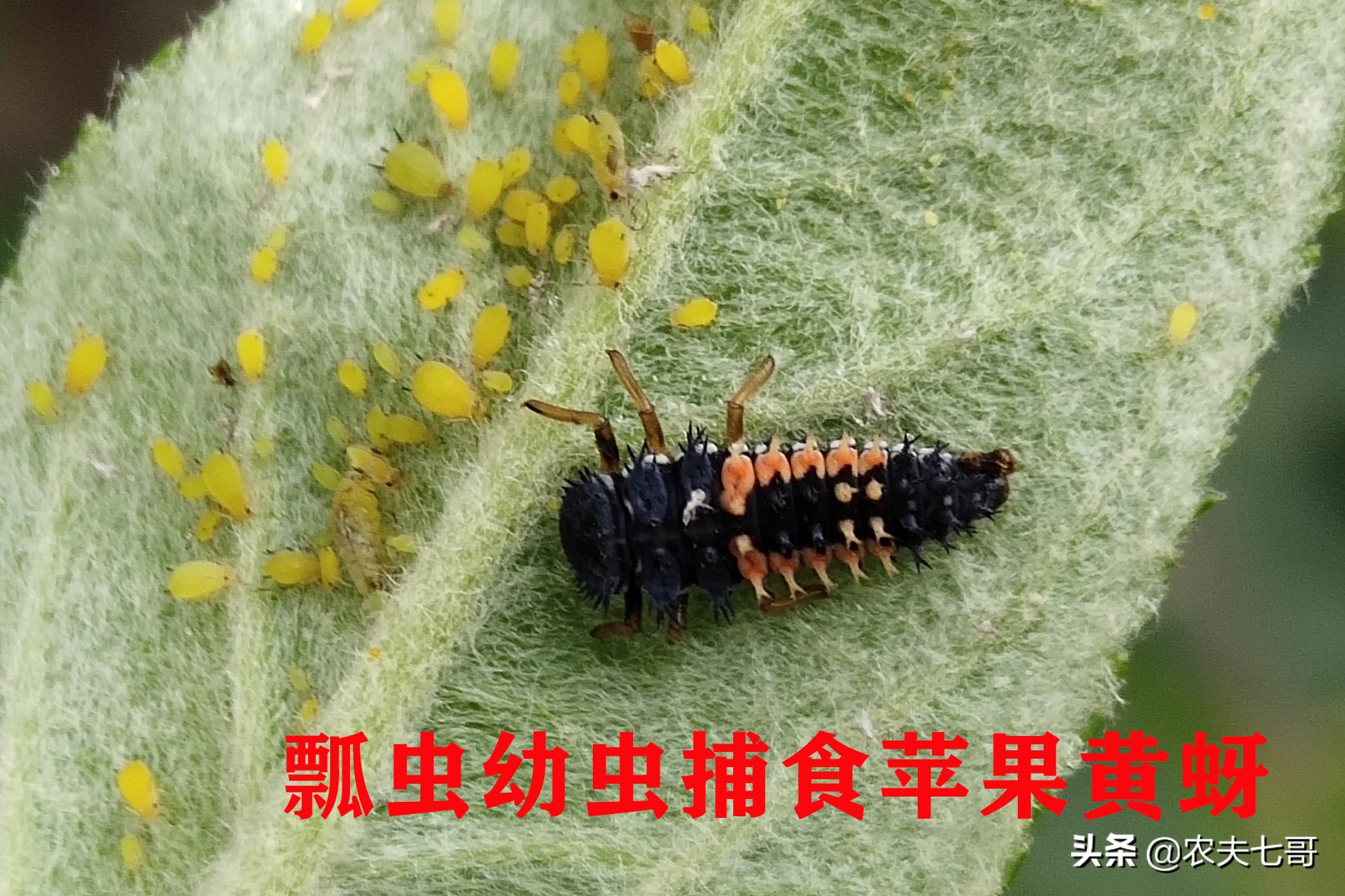 苹果蚜怎么防治,苹果黄蚜用什么药最好