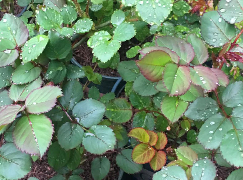 代森锰锌能治疗月季霜霉病吗,月季霜霉病特效药