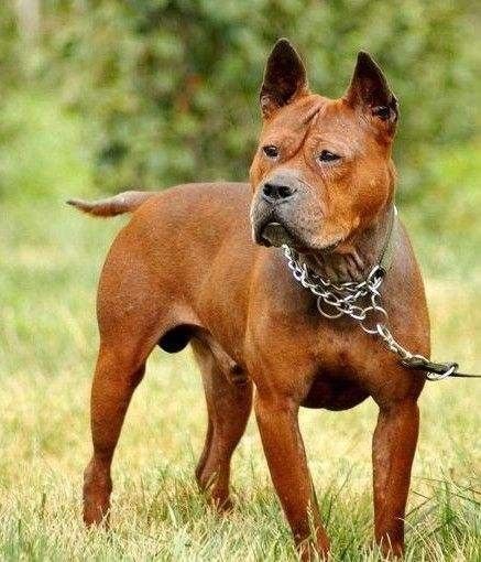 十大猛犬川东猎犬,川东猎犬中国猎犬排第一名的犬