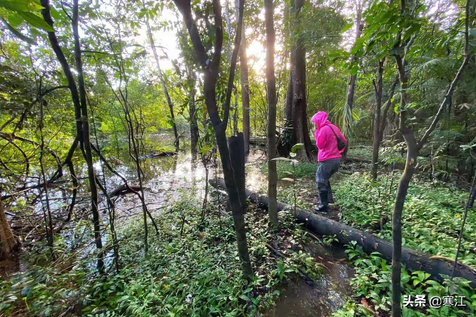 亚马逊热带雨林食人花奇妙之旅,去亚马逊热带雨林探险