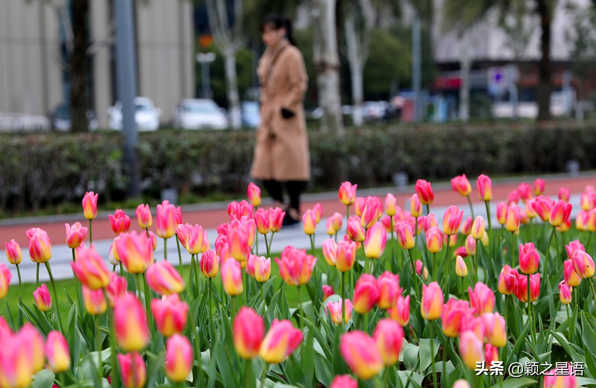 郁金香鲜花香味,郁金香鲜花诗情画意