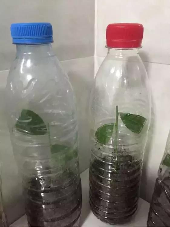 大水瓶扦插生根神器,室内用塑料瓶扦插生根最快方法