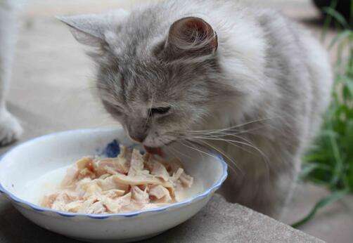 家猫特别懒怎么办,自己家蓝猫跑出去怕热怎么办