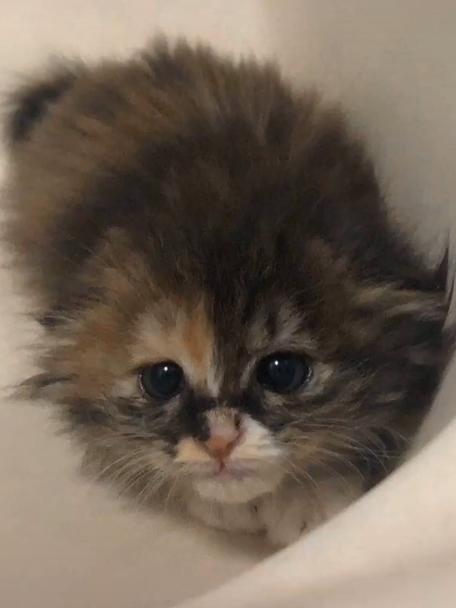 捡到一只流浪猫眼睛烂了怎么办,捡了一只生病的小奶猫