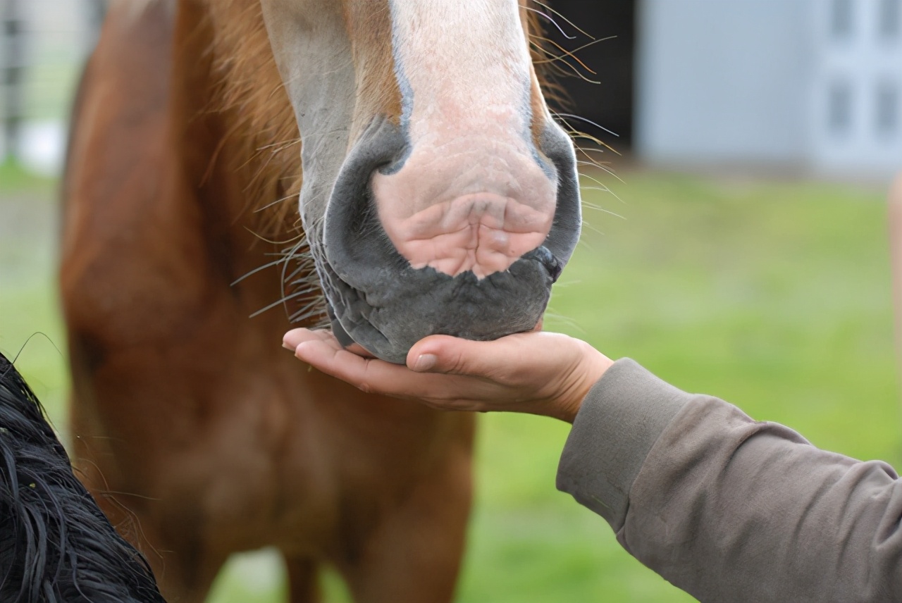 马的嗅觉到底有多灵敏？