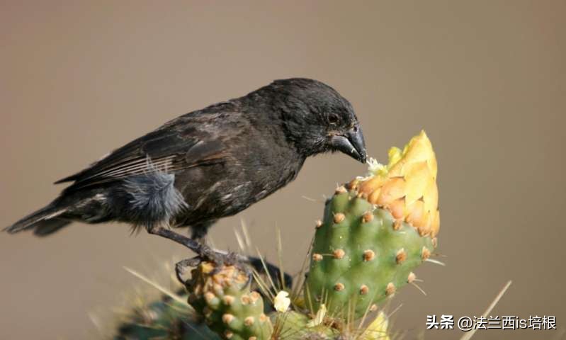 鸟嘴和人嘴有何不同,鸟喙和鸟嘴一样吗