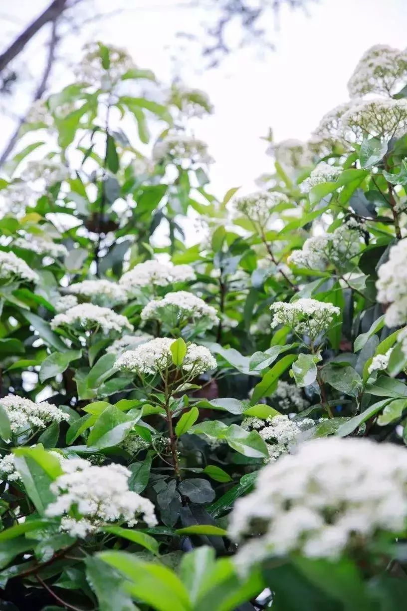 论石楠花的“正经”往事：蜀人称其为“让树”，李白曾赠诗女道士