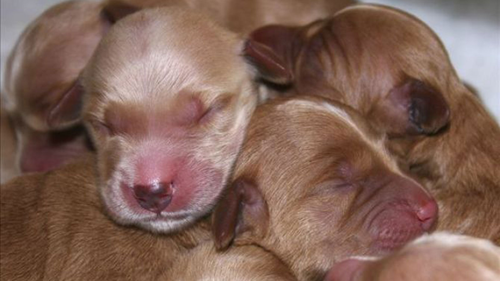 幼犬的日常护理有哪些,有关幼犬护毛教你几招