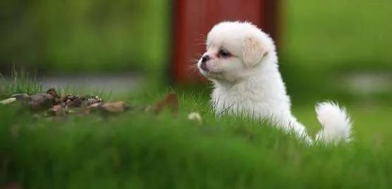 常见的表语形容词,表语用名词还是形容词