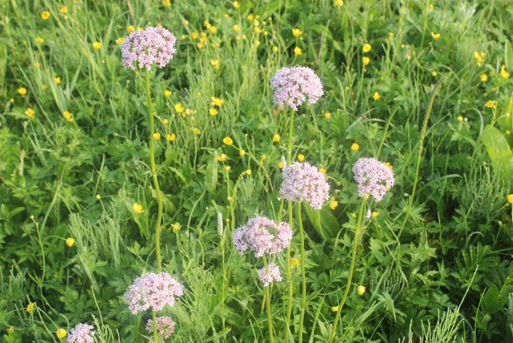 猫吃了猫薄荷像吸毒,猫吃了猫薄荷是不是像吃了菌子