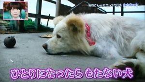 日本网红狗狗去世,日本狗死了