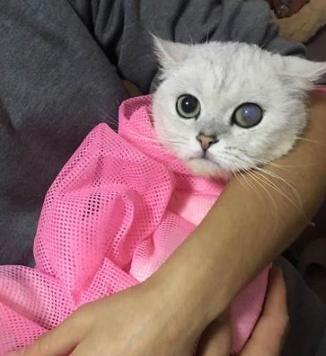 猫咪生病的12种表现铲屎官必知,铲屎官注意猫咪这个部位也需护理