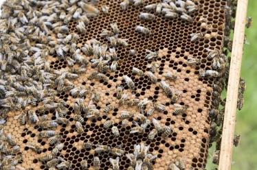 蜜蜂越养越少是怎么回事,蜜蜂到冬季越养越少怎么回事