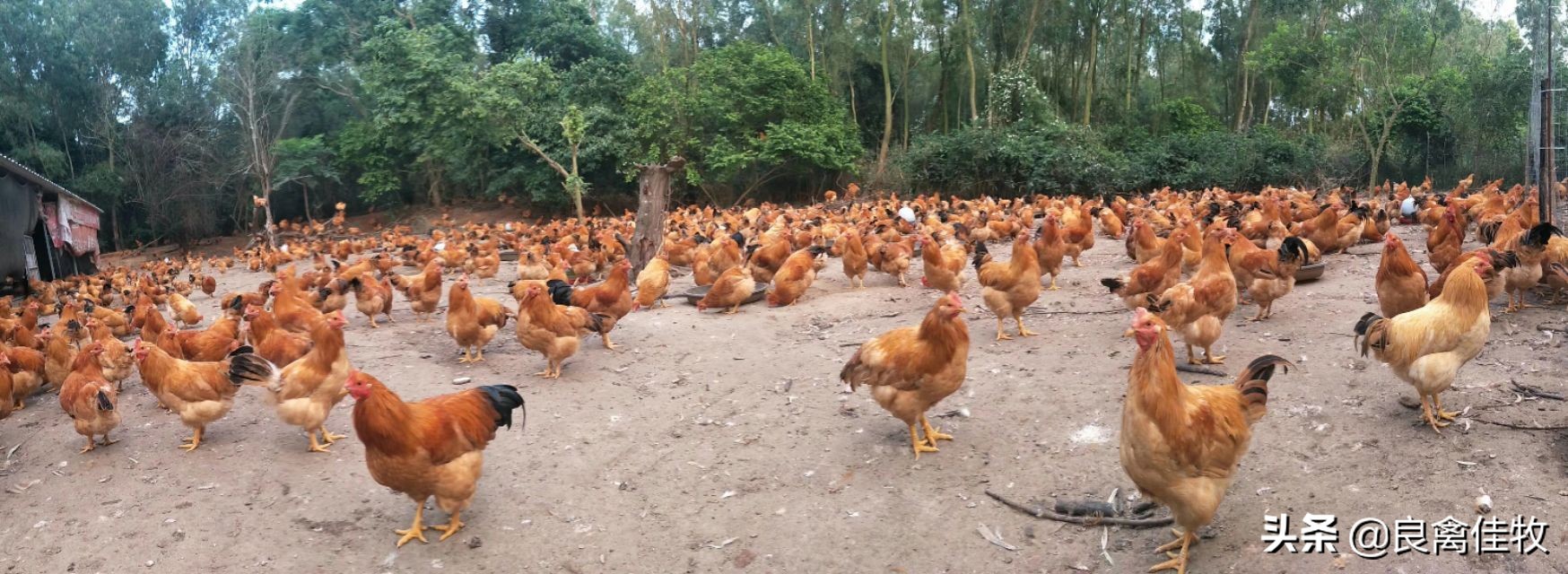 鸡子呼吸道感染是什么引起的,鸡曲霉菌病的症状及治疗