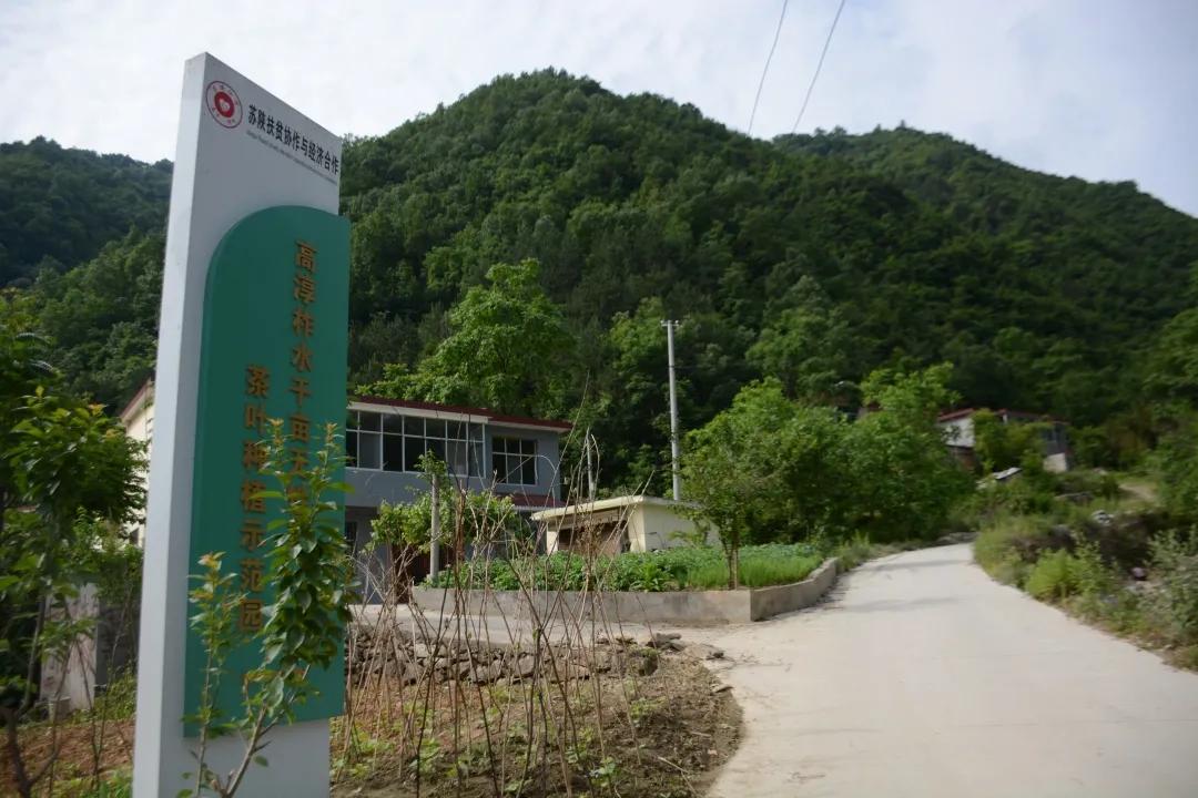 同心奔小康·柞水行|“山茶娃”凝聚浓浓“山海情”