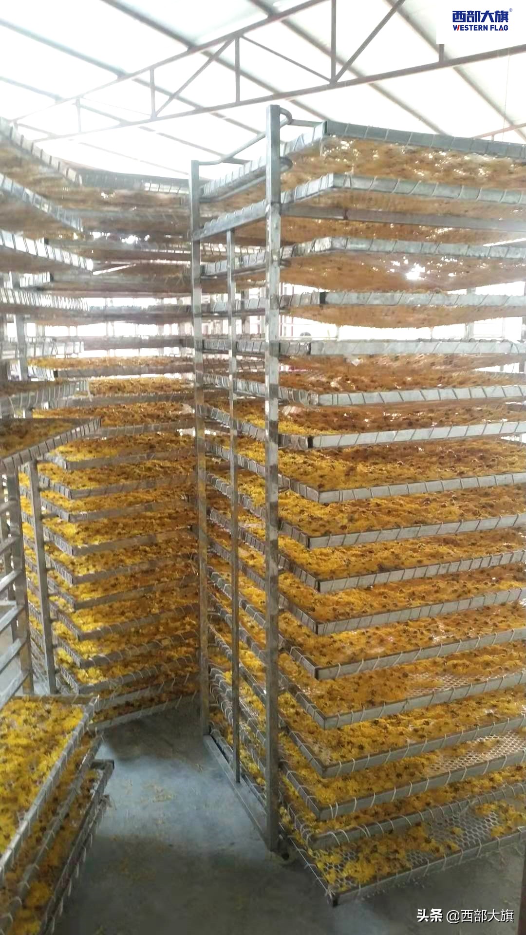 菊花烘干设备定做,菊花烘干房设备价格表