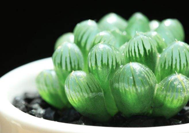 100种室内盆栽花,花卉大全500种盆栽名称