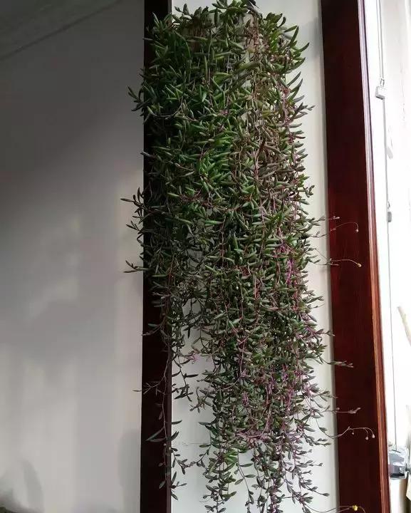 具有观赏性的吊兰多肉,吊兰多肉的养殖方法和注意事项