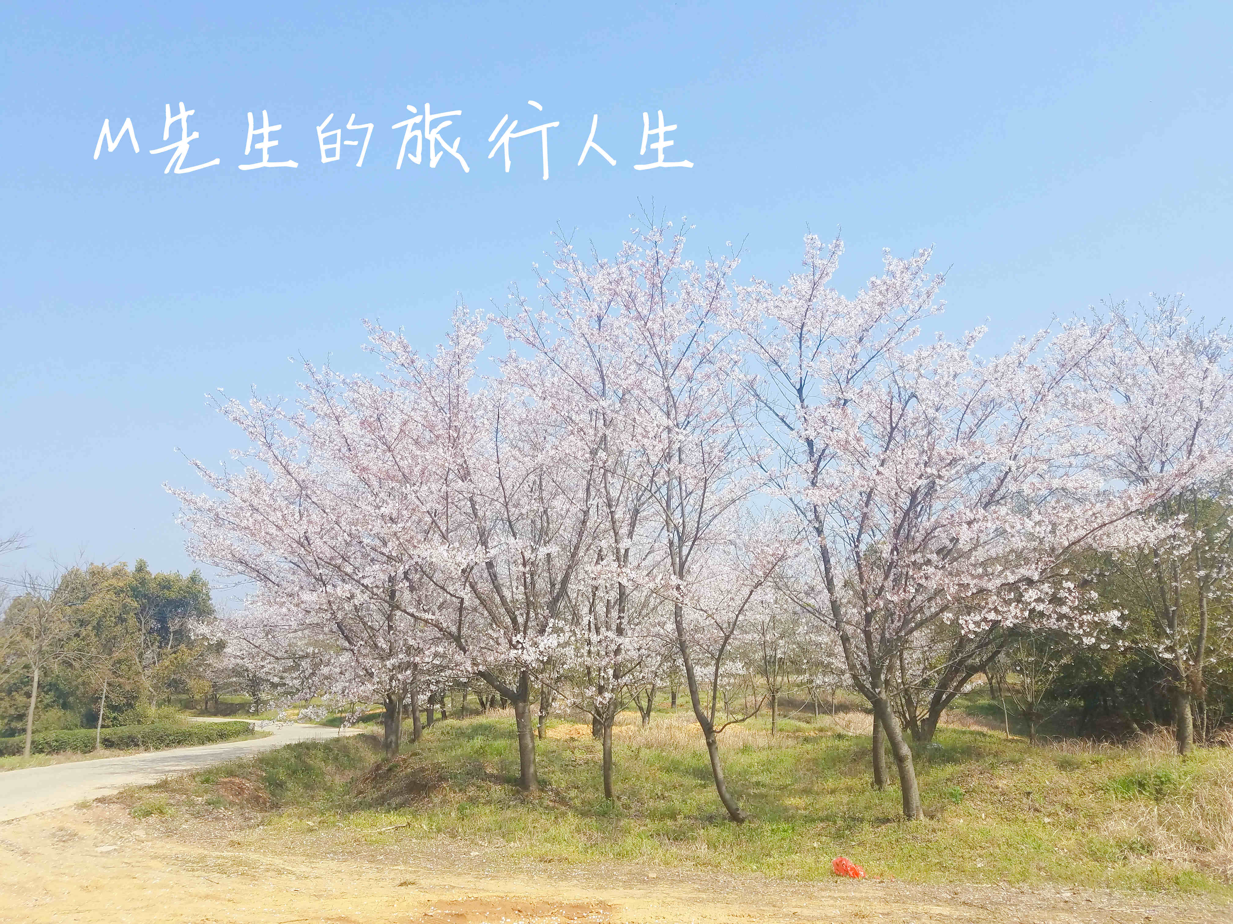 安徽郎溪的千亩樱花林，不逊色于无锡鼋头渚和上海的新赏花处