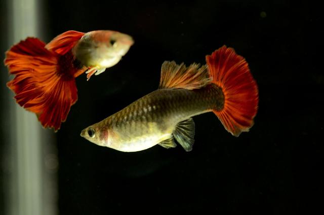 哪些观赏鱼比较皮实，如何界定观赏鱼比较容易饲养，有什么标准？