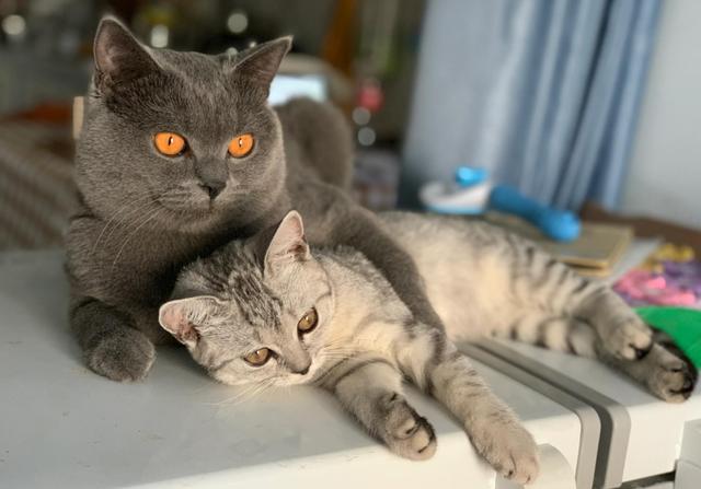 为什么要打完疫苗才能给宠物绝育,为什么这么多人都想给宠物做绝育