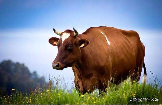 章子怡代言的飞鹤星飞帆图片,飞鹤为什么选章子怡代言