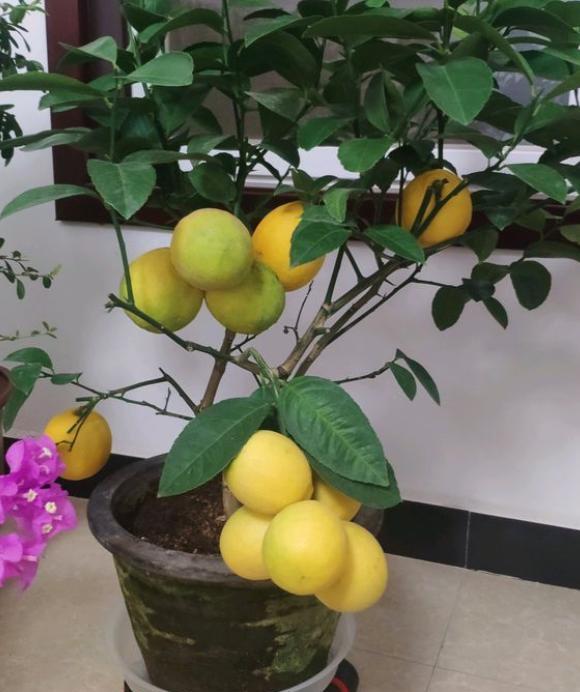 柠檬树不开花不结果要怎样养护呢,盆栽柠檬树果实长不大为什么