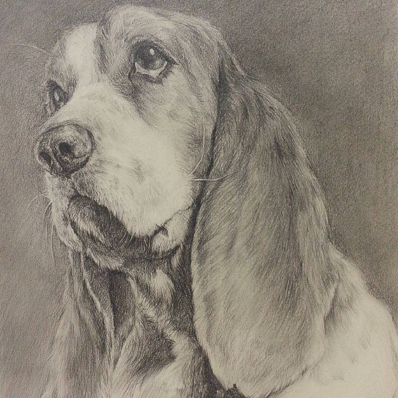 动物世界手绘画,写实素描动物插画教程