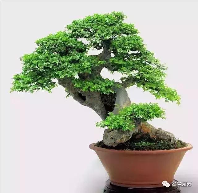 榆树盆景艺术欣赏,老桩榆树盆景欣赏