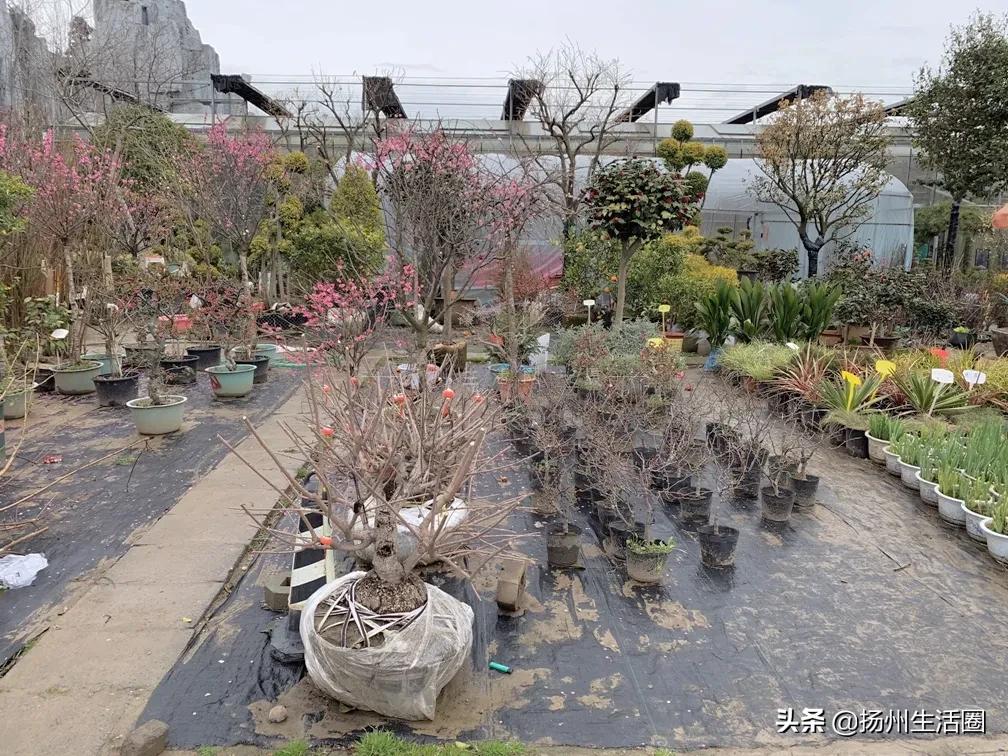 扬州盆栽花卉批发市场,扬州花木城花卉批发市场