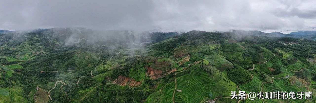 云南咖啡有远山森林的味道吗,云南咖啡产地探访记